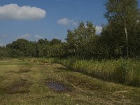 NL, Limburg, Weert, Moeselpeel 18, Saxifraga-Jan van der Straaten